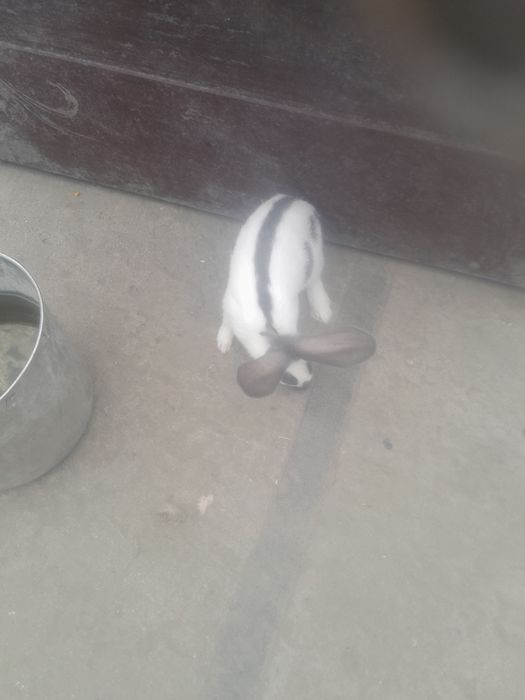 Sprzedam samice Srokacz Niemiecki