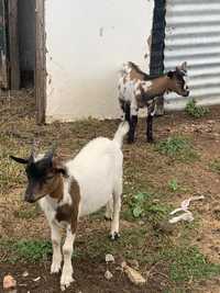 Cabrinhas anãs e micro anãs