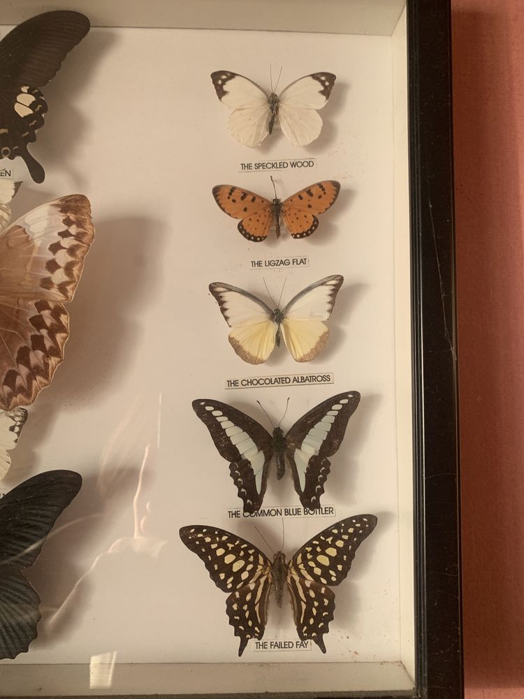 Картина с настоящими бабочками