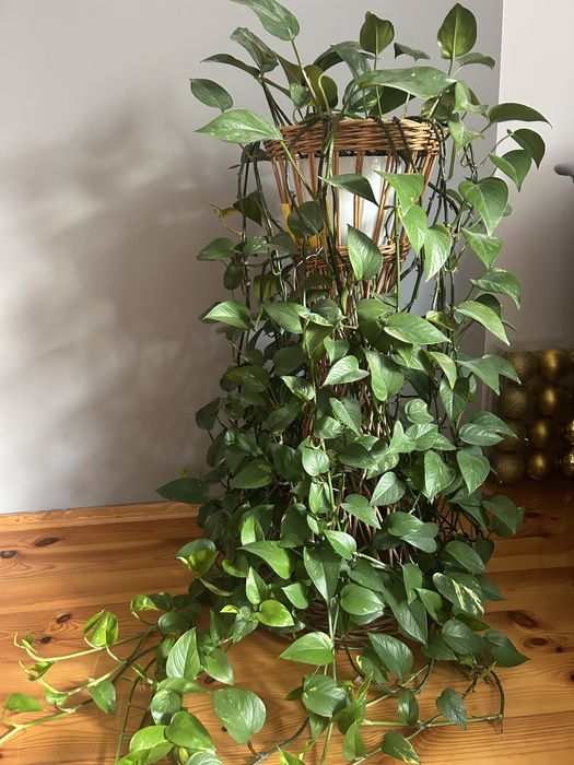 Epipremnum zlociste w wiklinowym stojaku. Duza roslina