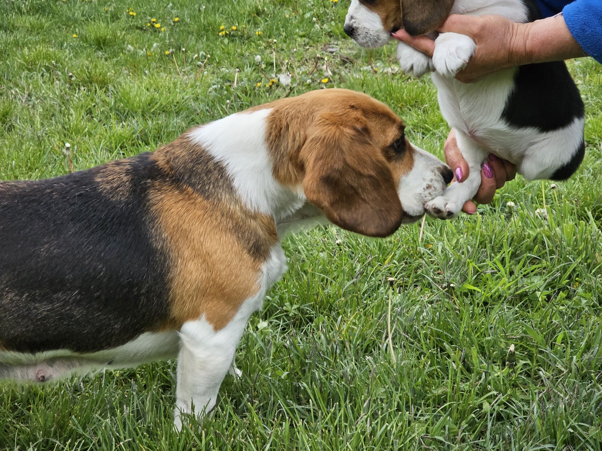 Beagle Tricolor_Rodowód/Suczka