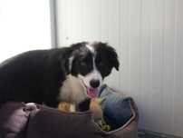 Border Collie - ostatnia sunia