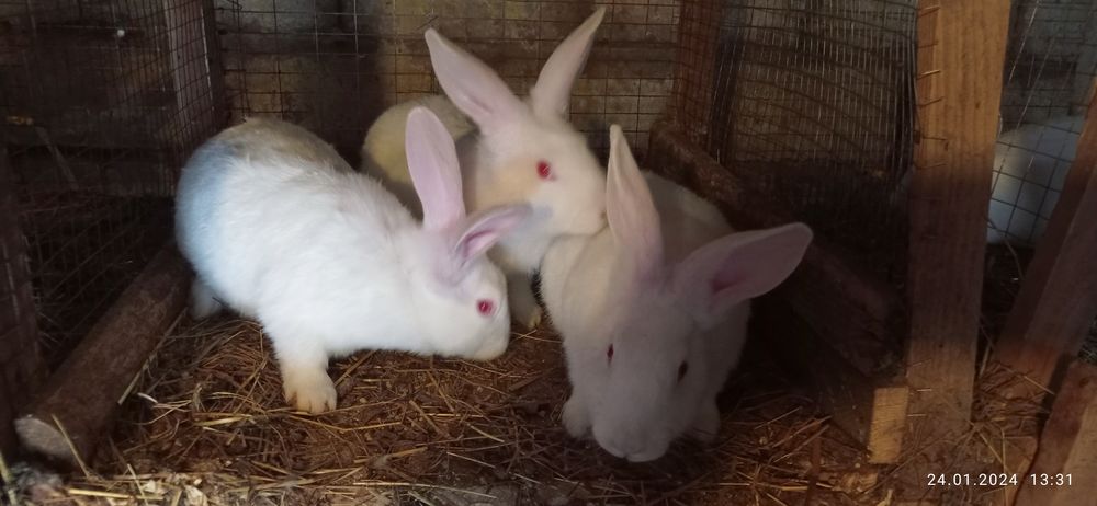 Кролі кролики термонці