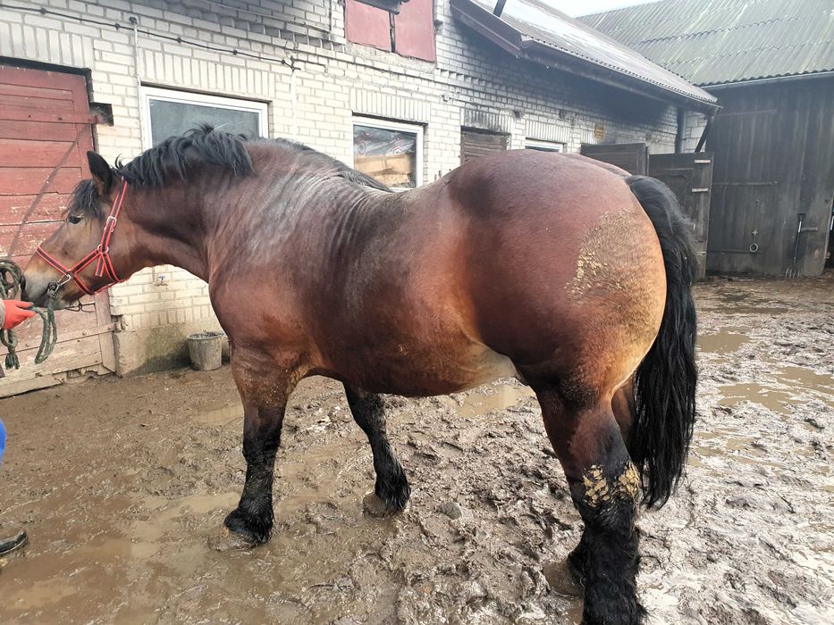 Ogier zimnokrwisty gniady