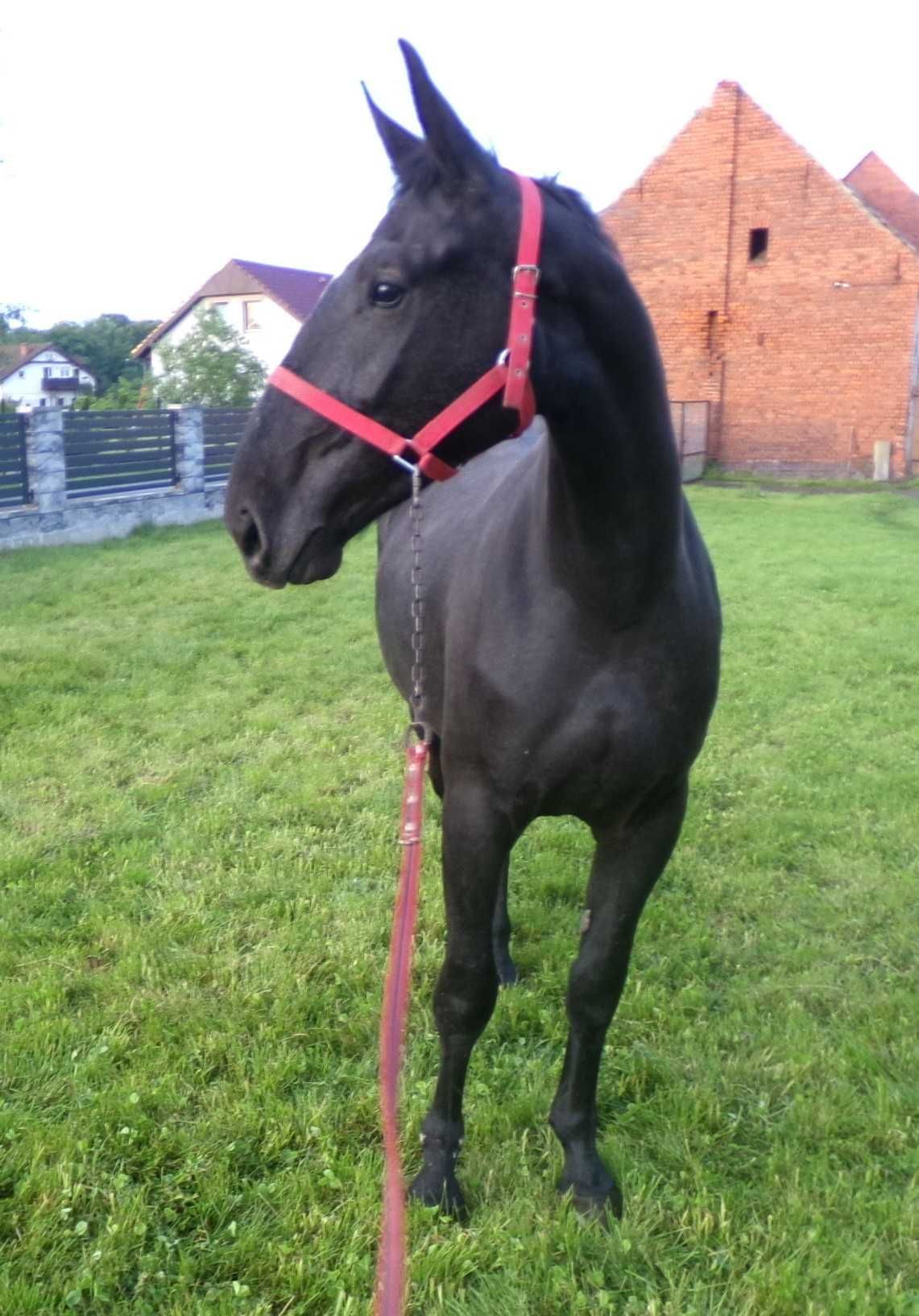 Sprzedam Siwą klacz Śląską