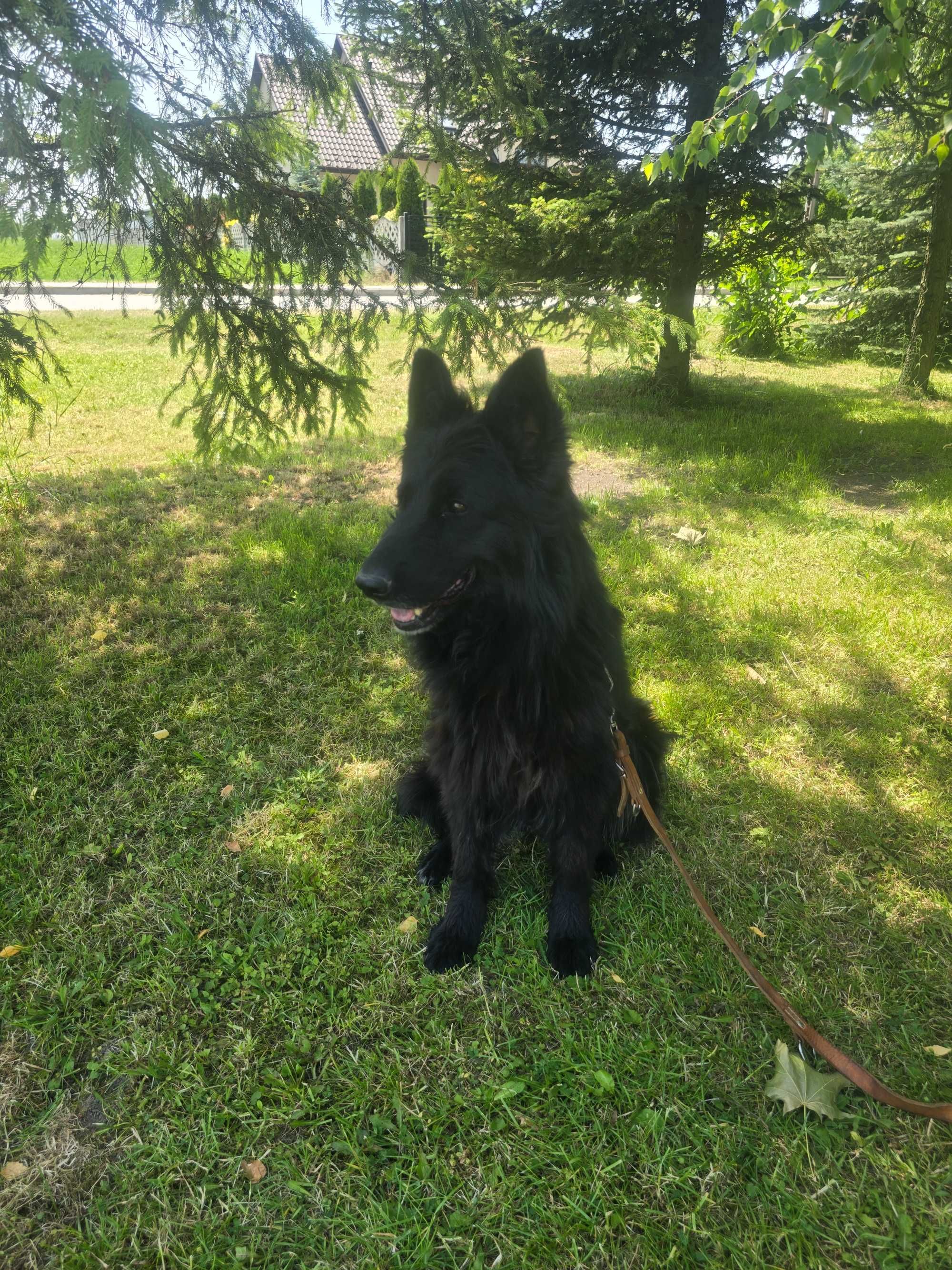 Sprzedam owczarka niemieckiego