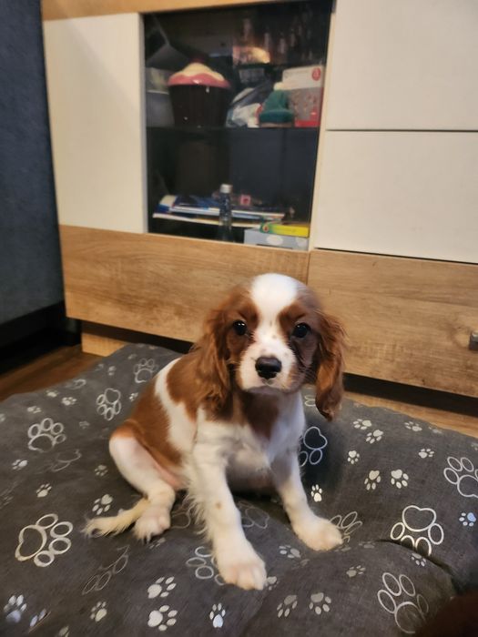 Cavalier king charles spaniel szczeniaczek