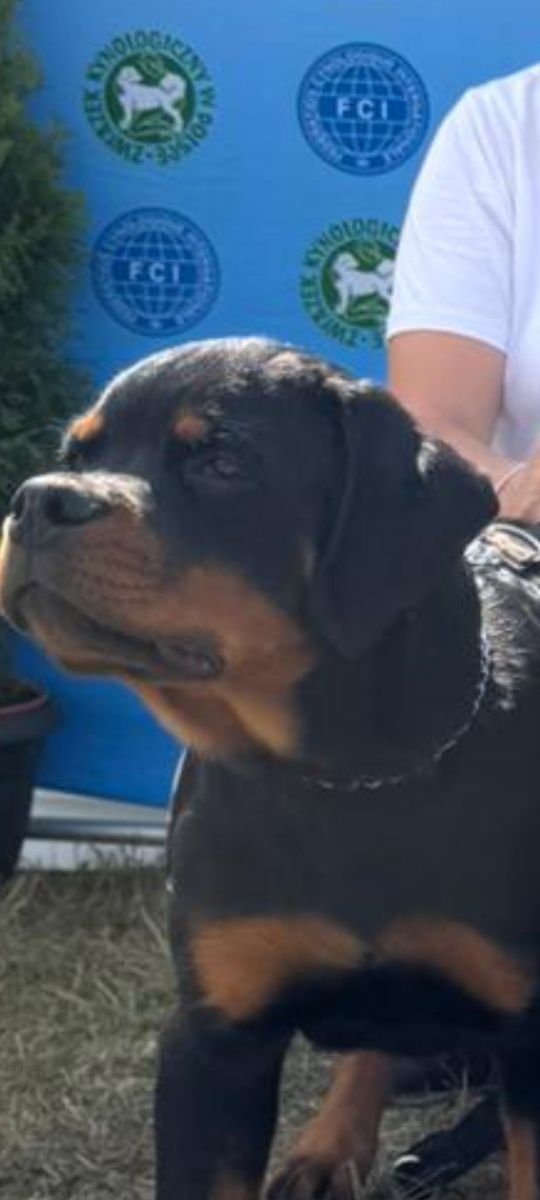 Rottweiler 4 miesiące pies FCI