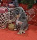 American Bully Pocket