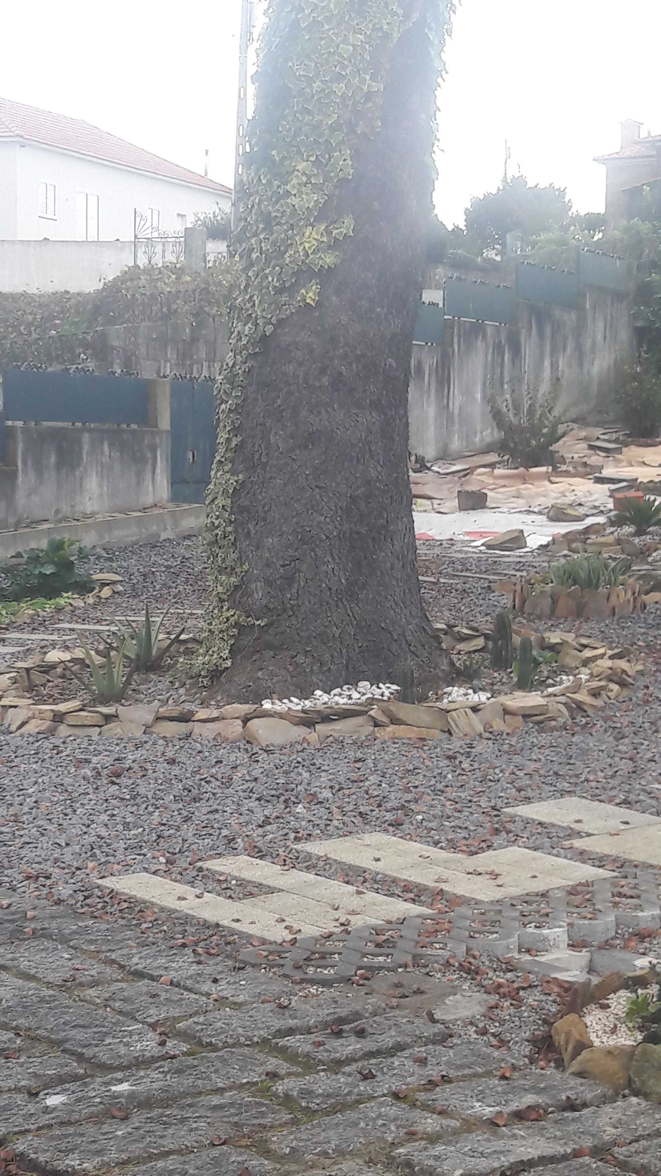 Doaçao de Madeira em Pé
