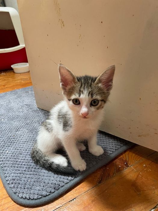 Gatos bebés para adoção responsável