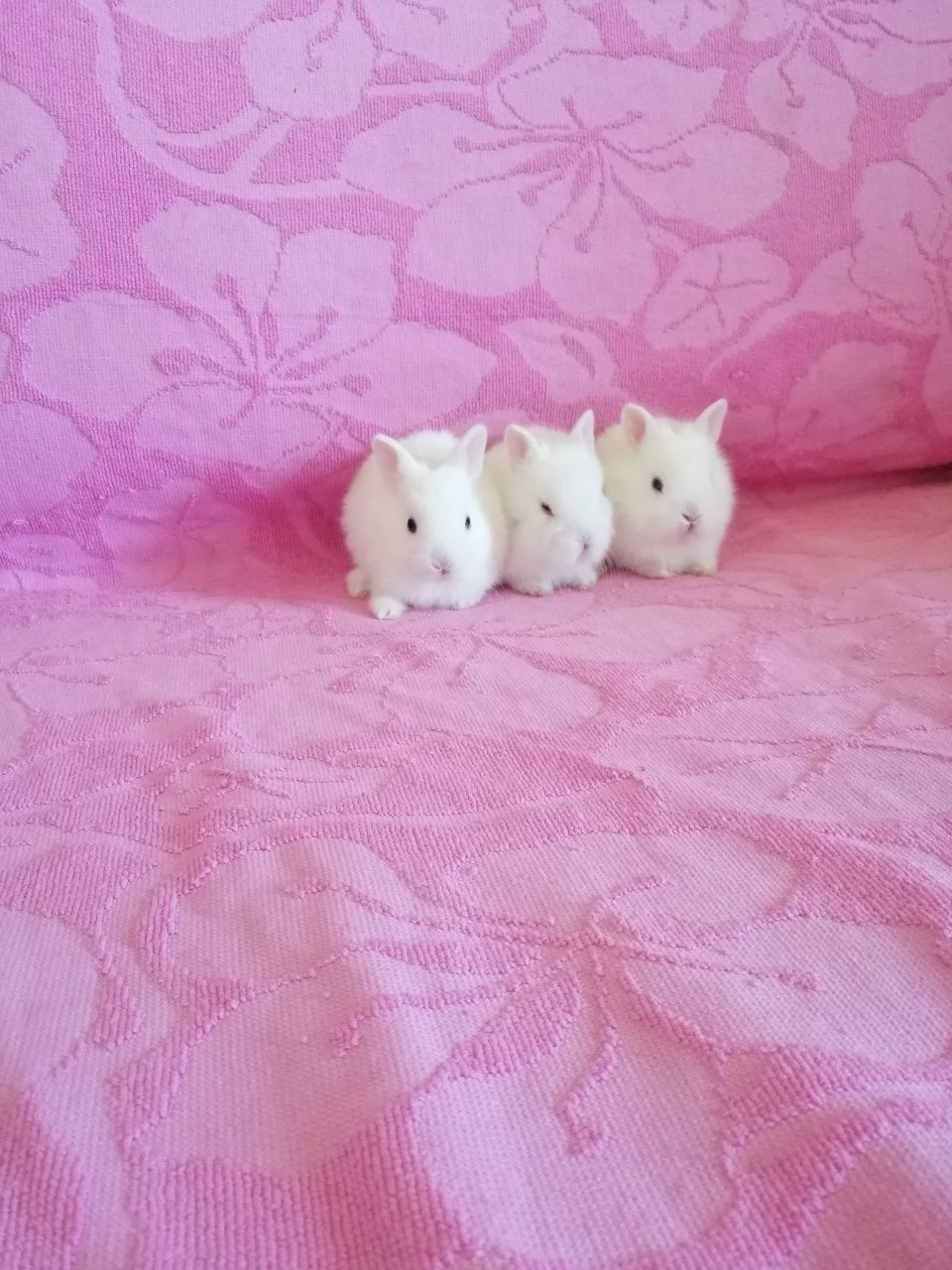 Króliki miniaturki, króliczek karzełek