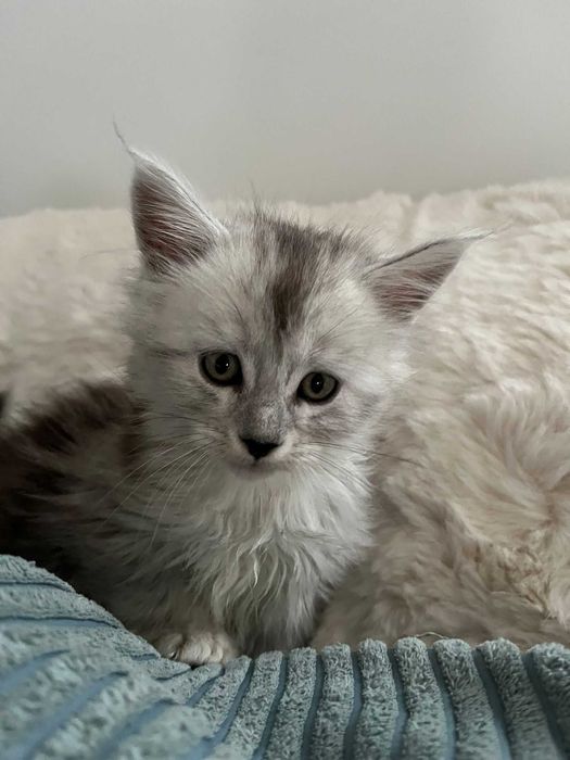 Kocurek Maine Coon ns 22 linia shaded