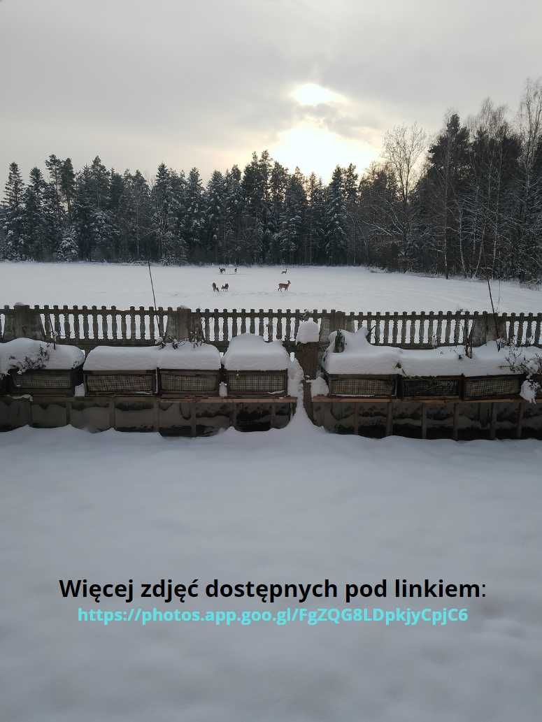 Siedlisko gospodarstwo dom  inwestycyjna pole las staw 6.4 ha  działka