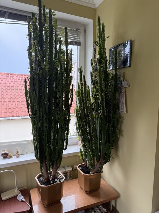 Молочай трикутний