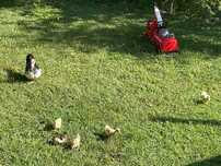 Patos mudos para venda