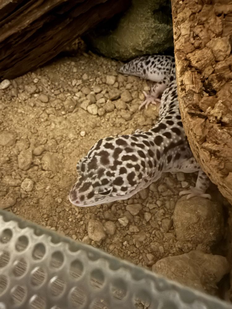 Eublefar lamparci + terrarium 100x40x40 + termostat Trixie PRO II