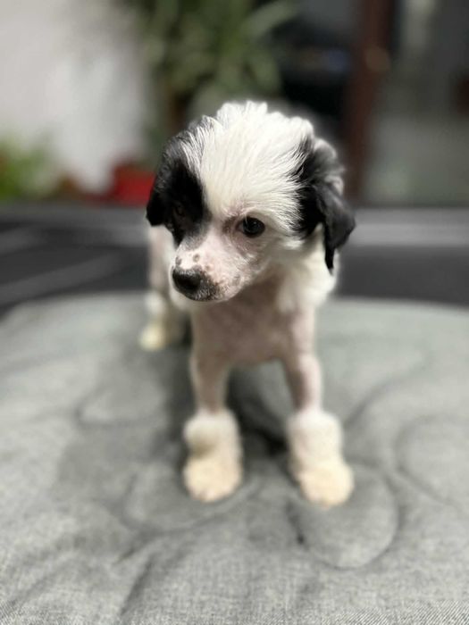 chiński grzywacz FCI