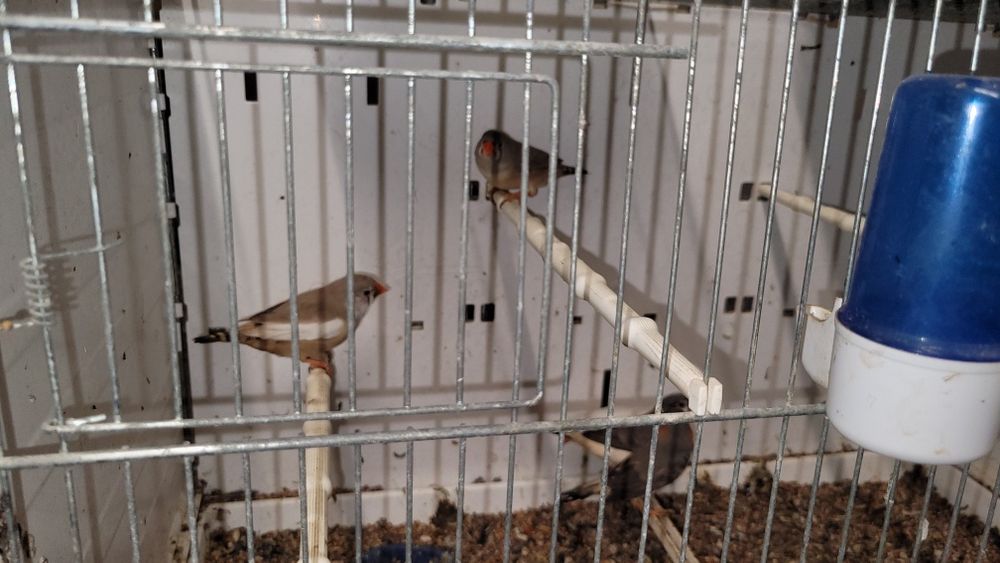 Zeberki, samce I samice