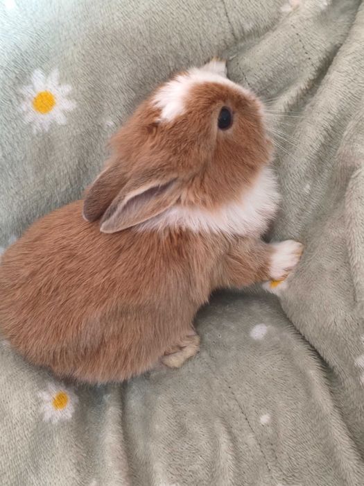 Декоративні кролики