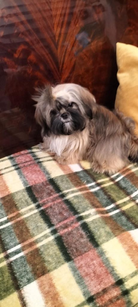 Piesek shih tzu zdrowy z domowej hodowli zdrowy odchowany  3  szczepie