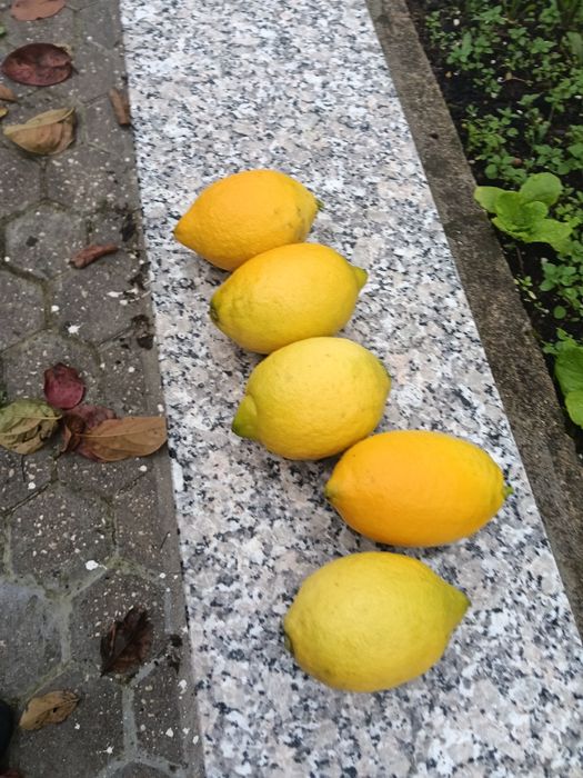 Limões de qualidade
