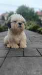Szczeniak piesek shih tzu