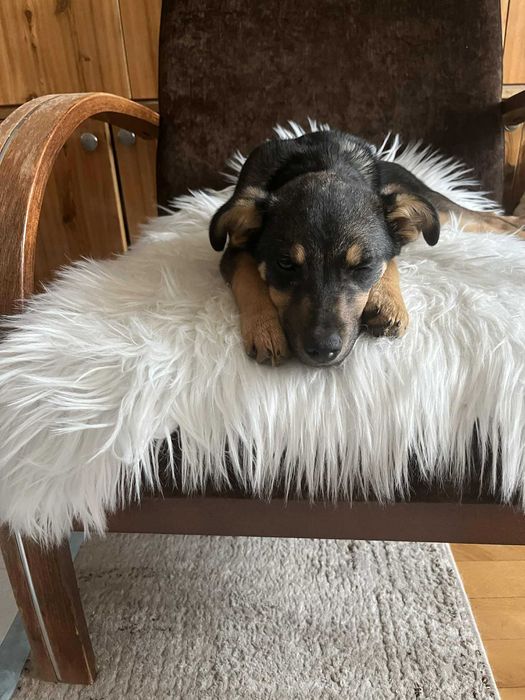 Nela ma 4 miesiące i szuka domu .