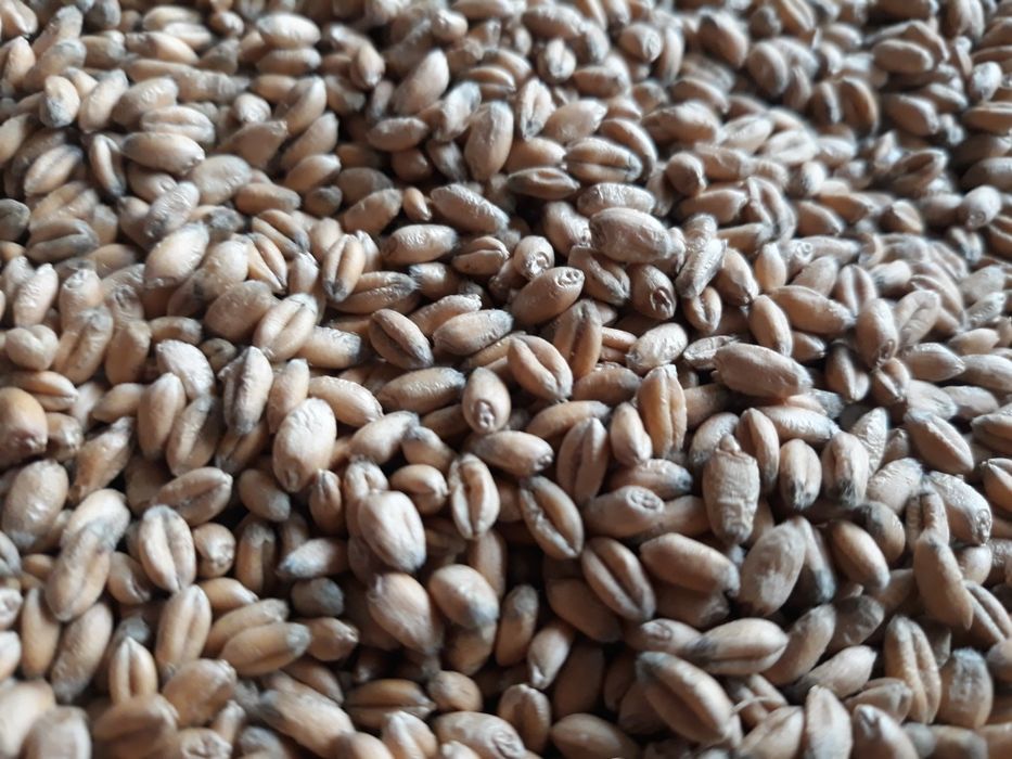 Pszenica, Pszenżyto sprzedam