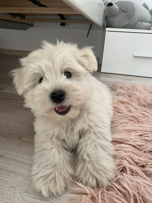 West highland white terrier szczeniaki