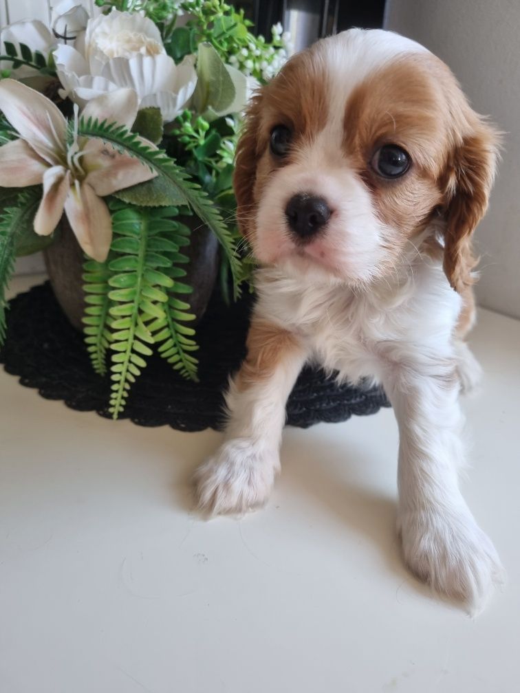 Szczeniak Cavalier King Charles Spaniel Samiec