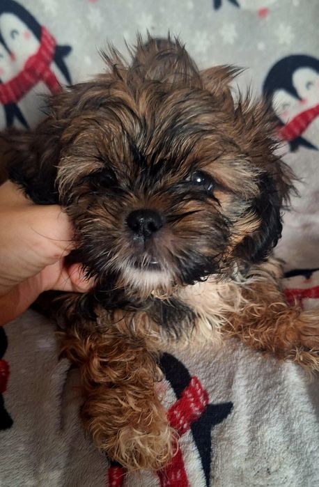 Dafi unikatowy maluszek shih tzu szuka domu