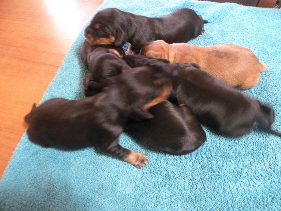 Sprzedam pieska Cocker Spaniel