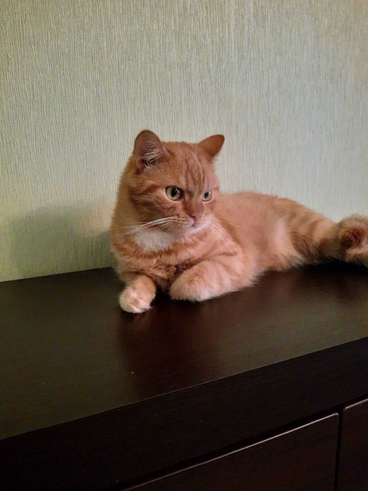 Руденький хлопчик чекає на суперродину