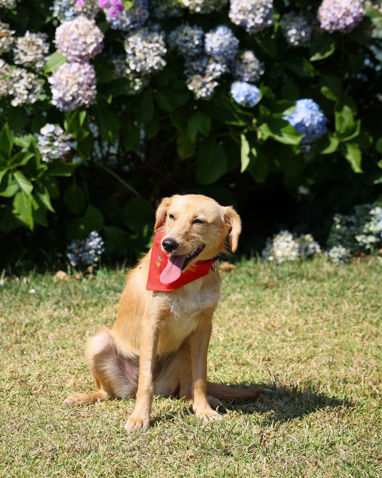 Cadela com 8 meses