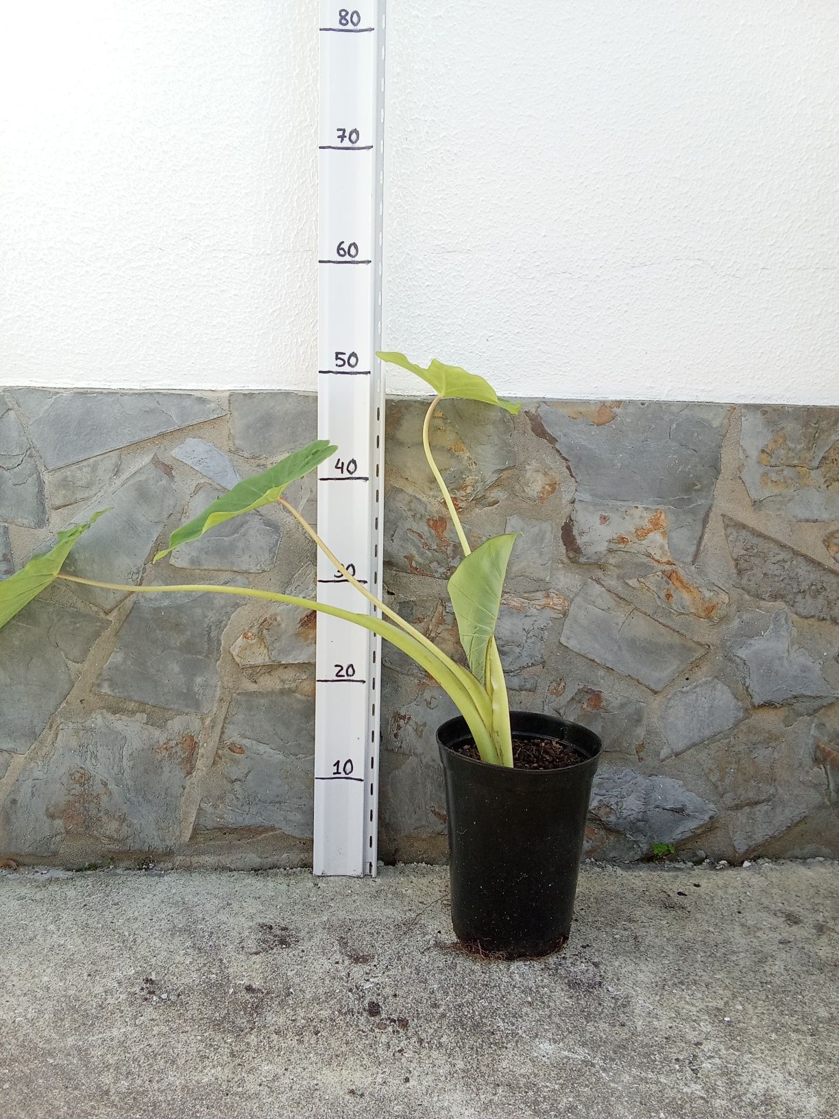 Colocasia (orelha de elefante)