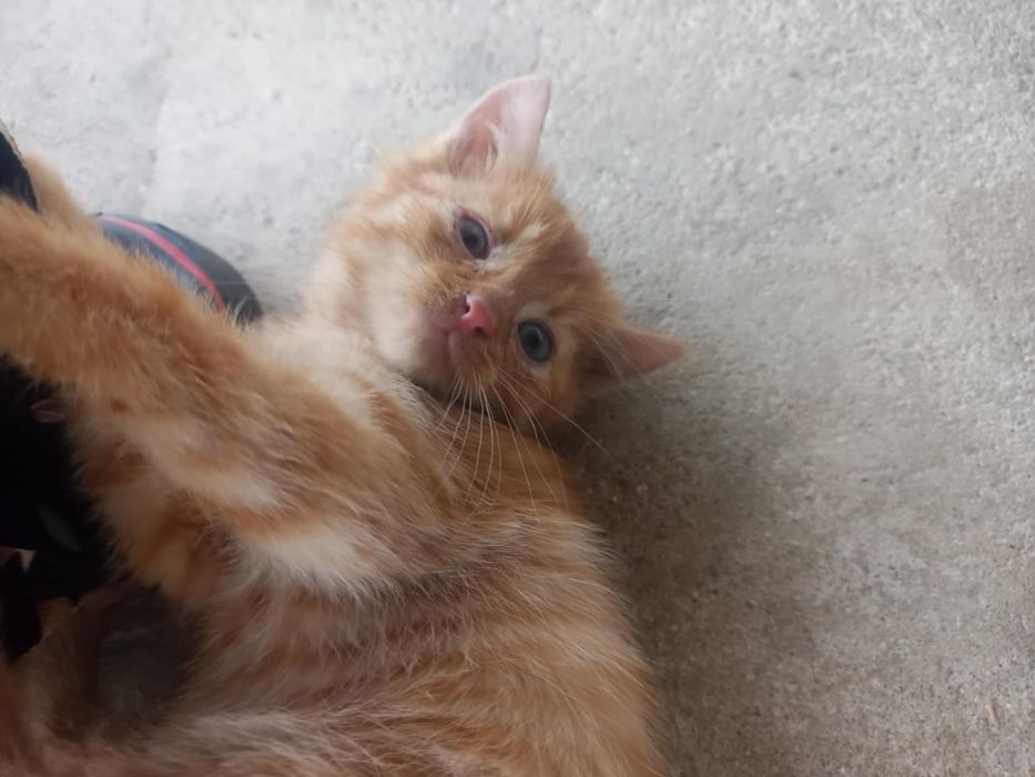 Oddam kota w dobre ręce