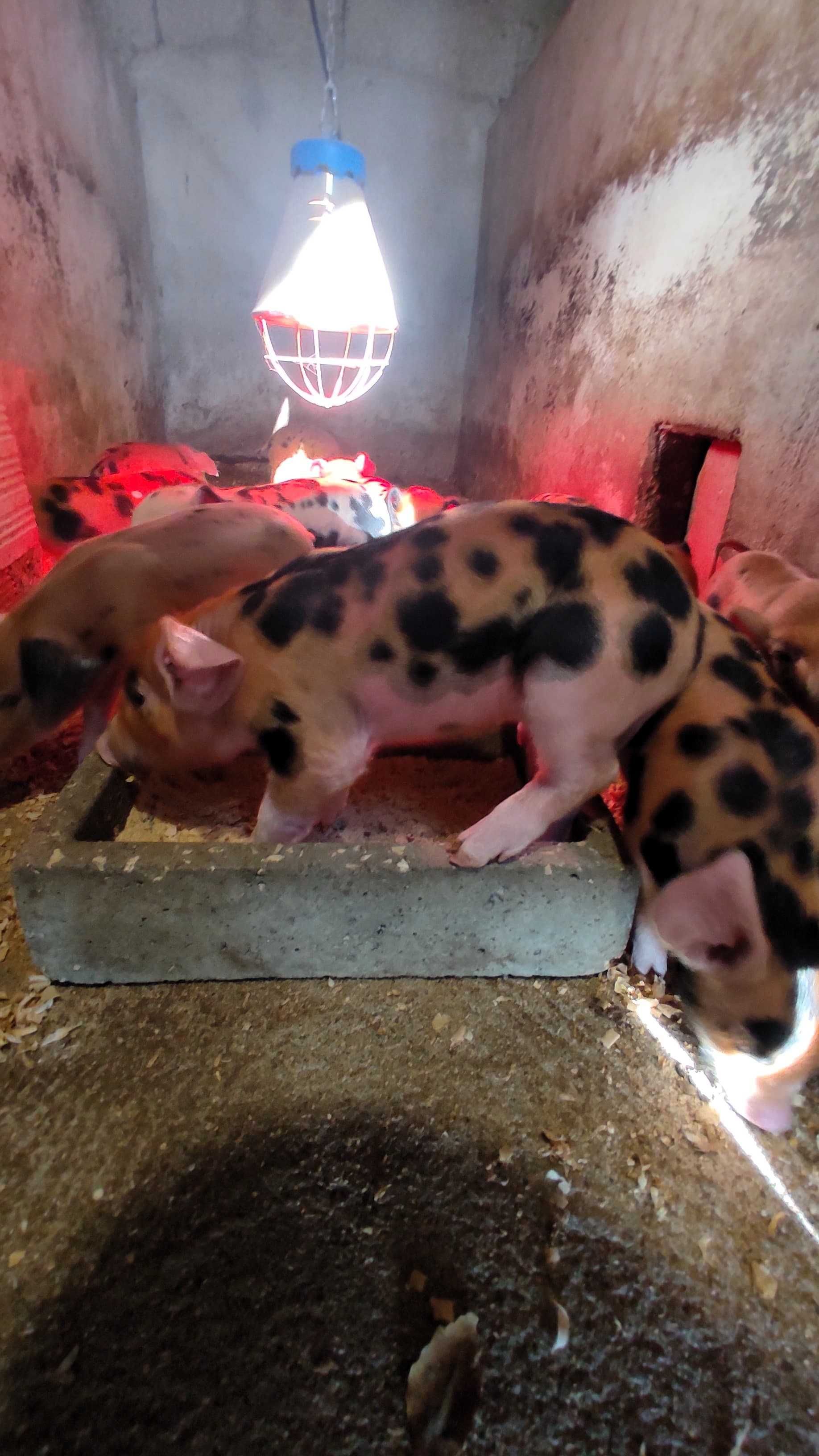 Leitão Malhado de Alcobaça cruzado com Duroc
