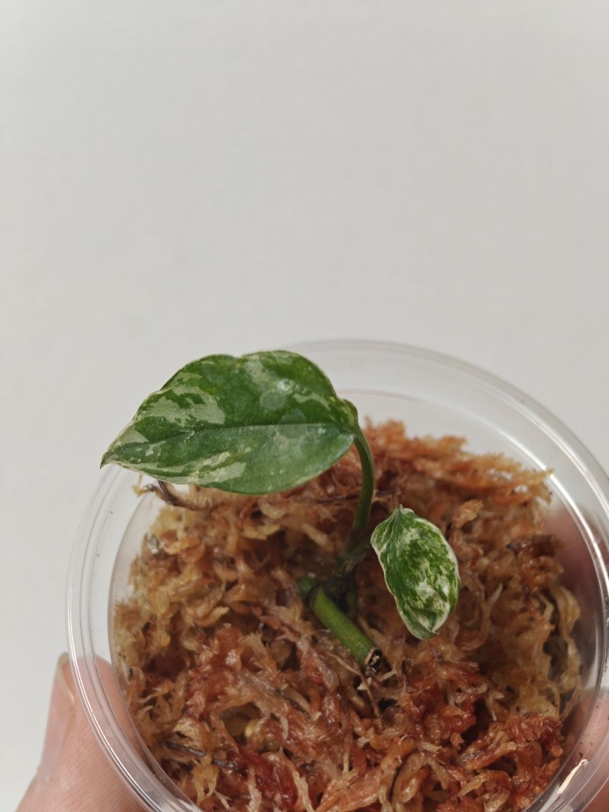 Epipremnum Pinnatum sp Merapi