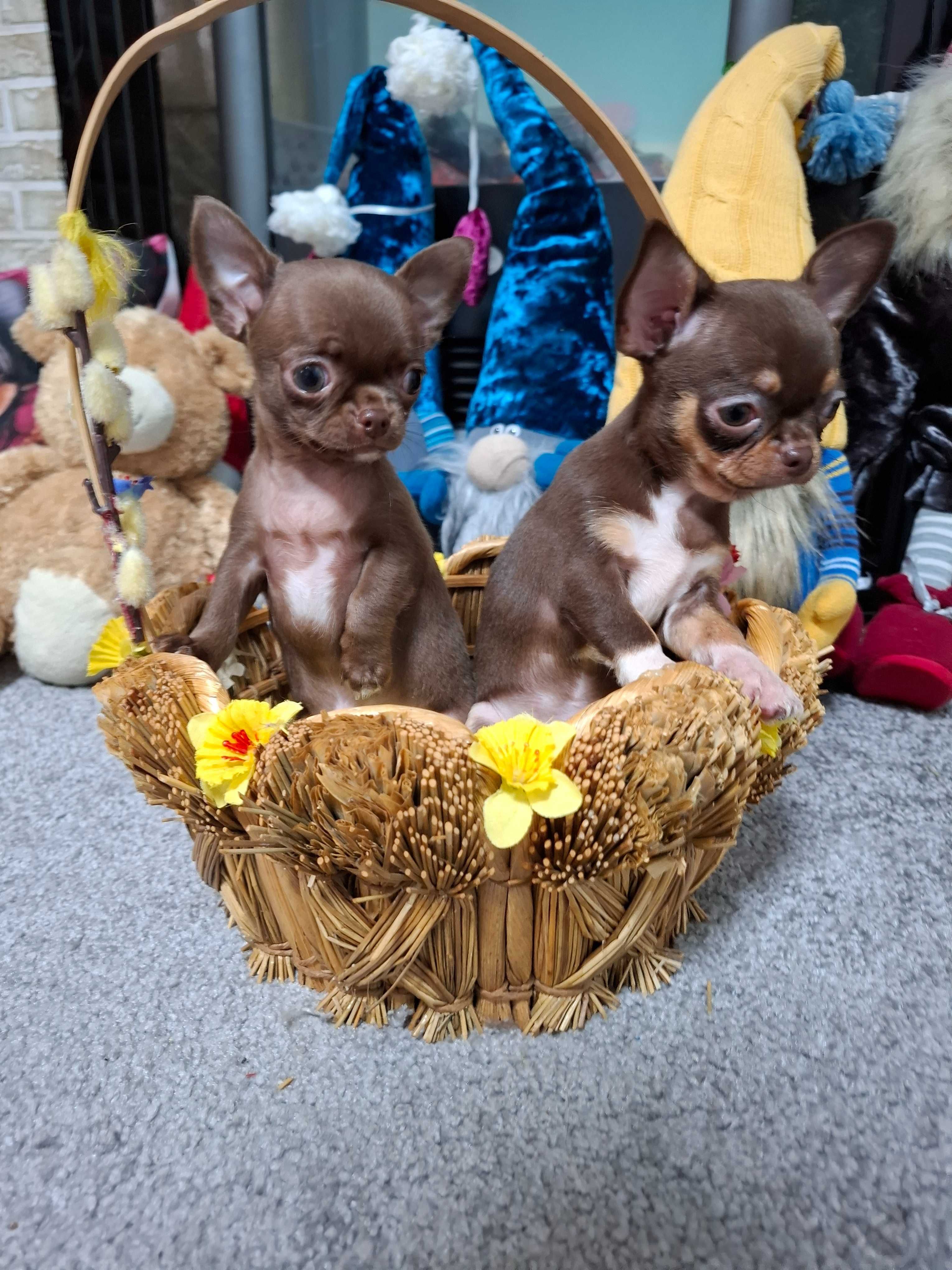 Miniaturowa czekoladowa mini dziewczynka chihuahua.