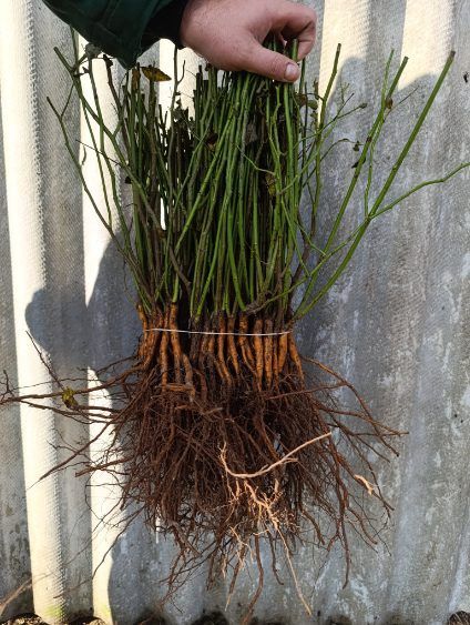 Podkładka róż Multiflora Erecta