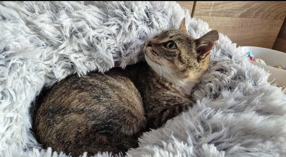 Mam tylko 3 łapki i jedno serce - adoptuj