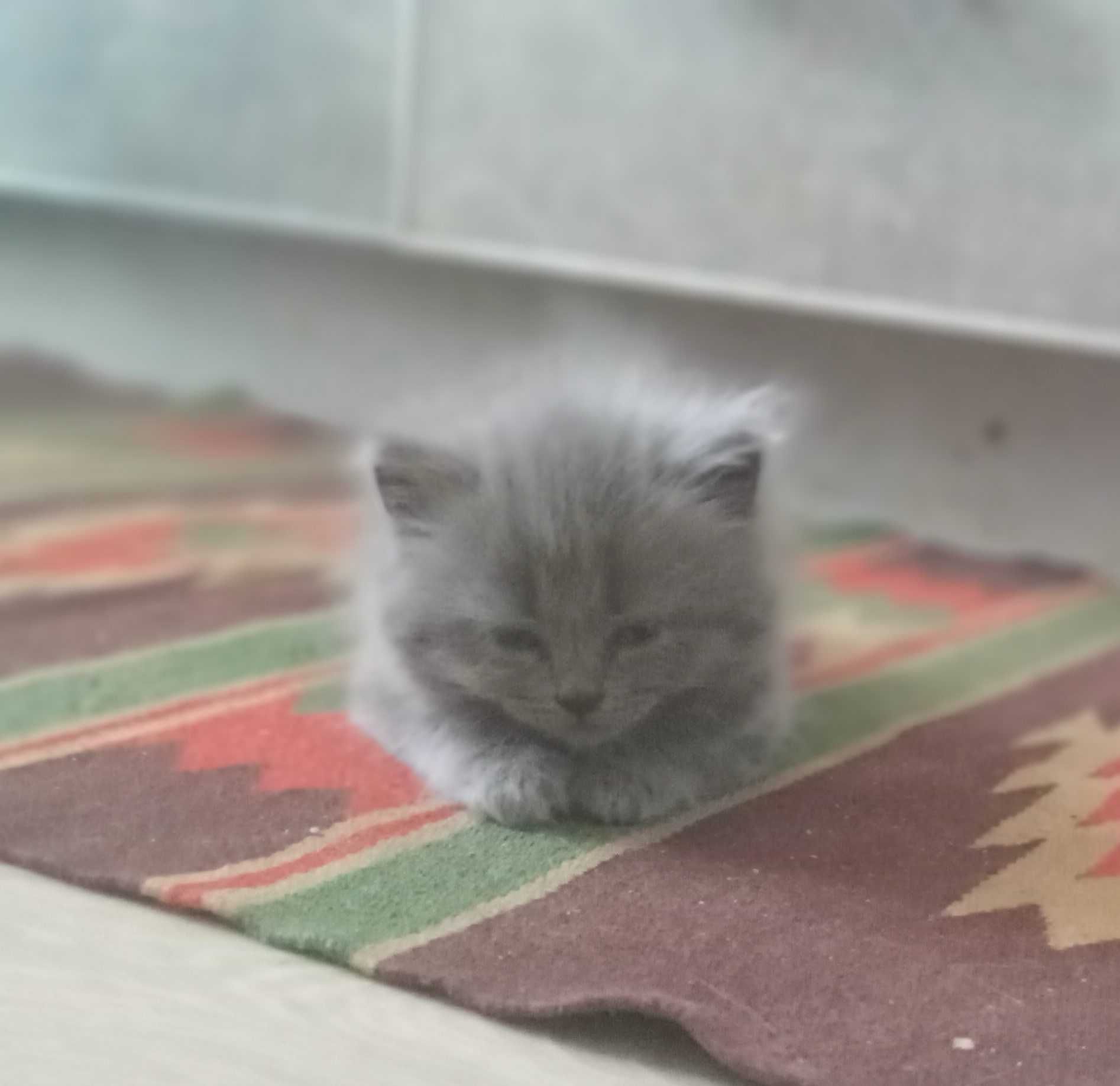 Кошенята в добрі руки