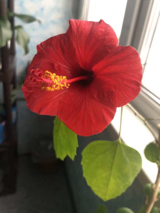 Гібіскус - китайська роза.