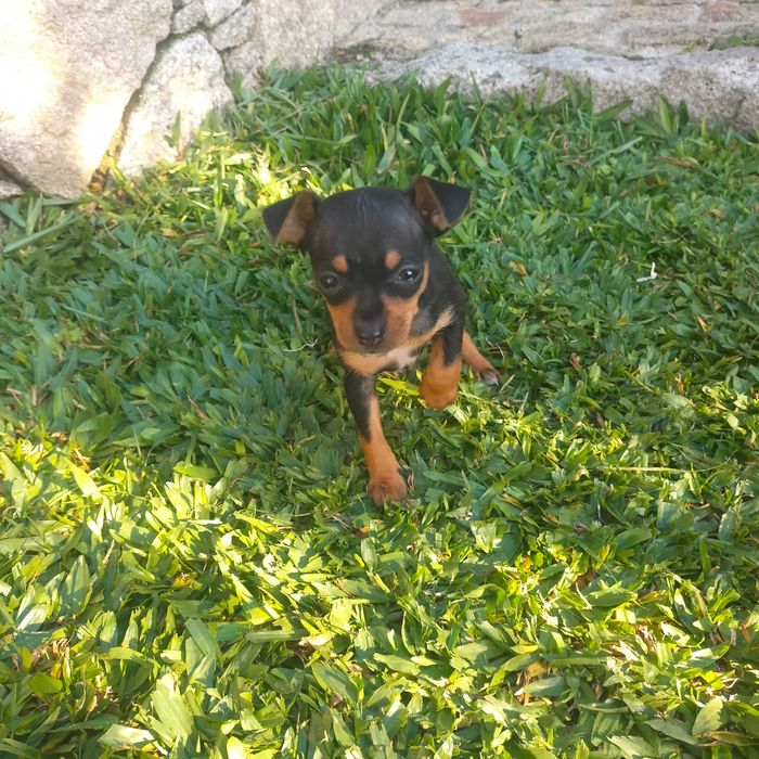 Pisncher miniatura fêmea