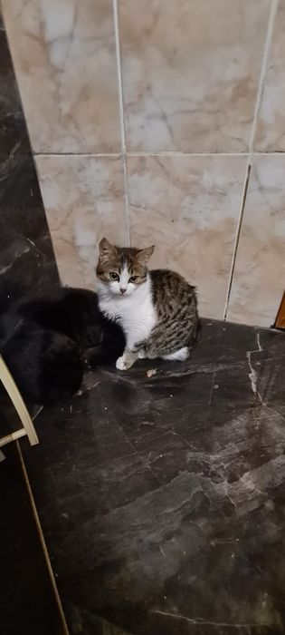 Безкоштовно Кошеня у добрі руки Хлопчик