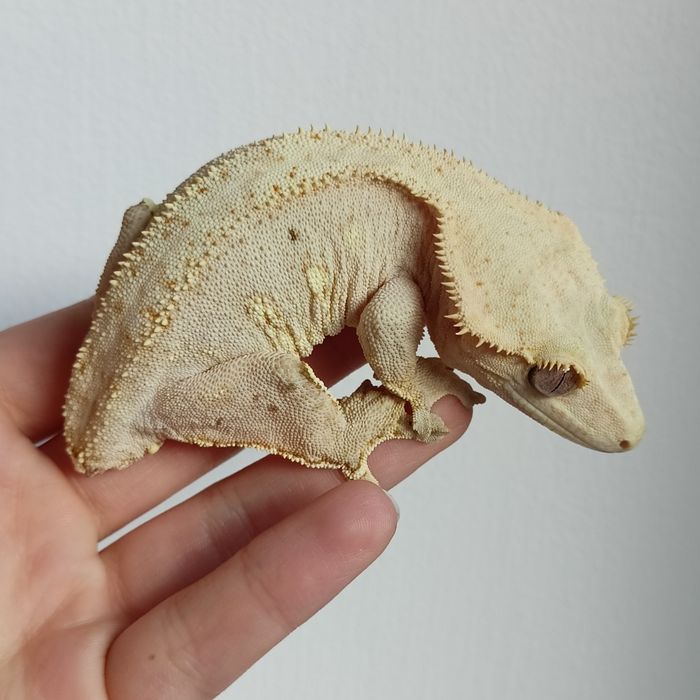 Gekon orzęsiony samica dorosła