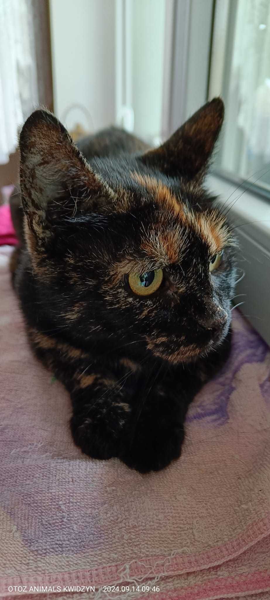 Piękna szylkretka Zuzia do adopcji