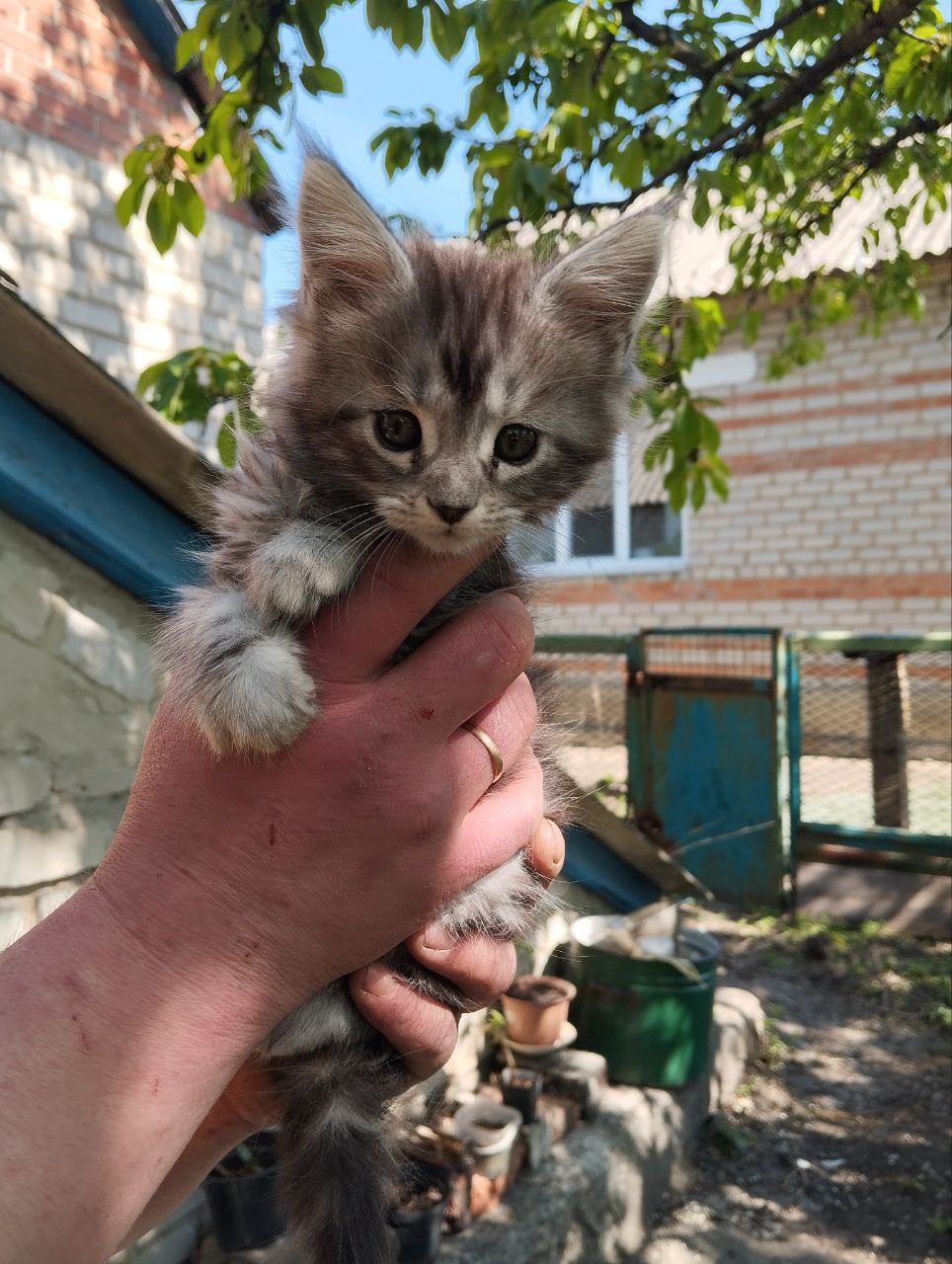 Кошенята породи Мейн Кун