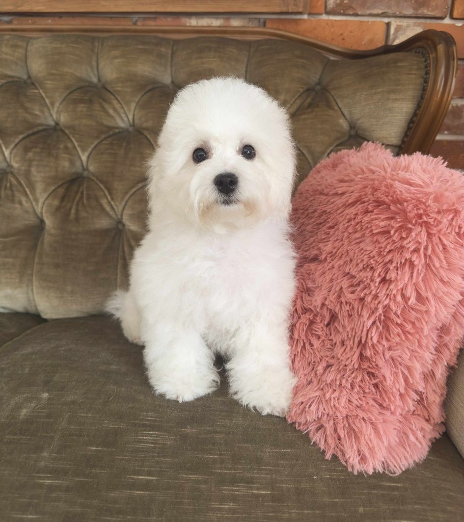 Bichon frise fci Bambo